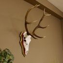 Roodhertengewei 6 eindhert hoogte 59 cm hertengewei gewei...