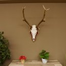 Roodhertengewei 6 eindhert hoogte 59 cm hertengewei gewei...