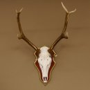 Bois de cerf rouge 6 cors Hauteur 59 cm Bois de cerf Plaque trophée sculptée 70.1031