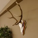 Bois de cerf rouge 6 cors Hauteur 59 cm Bois de cerf Plaque trophée sculptée 70.1031