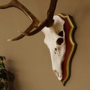 Bois de cerf rouge 6 cors Hauteur 59 cm Bois de cerf Plaque trophée sculptée 70.1031