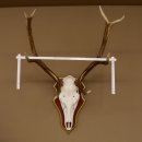 Bois de cerf rouge 6 cors Hauteur 59 cm Bois de cerf Plaque trophée sculptée 70.1031