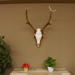 Bois de cerf rouge 6 cors Hauteur 59 cm Bois de cerf Plaque trophée sculptée 70.1031