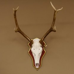 Bois de cerf rouge 6 cors Hauteur 59 cm Bois de cerf Plaque trophée sculptée 70.1031