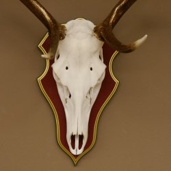 Bois de cerf rouge 6 cors Hauteur 59 cm Bois de cerf Plaque trophée sculptée 70.1031