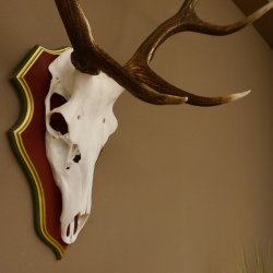 Bois de cerf rouge 6 cors Hauteur 59 cm Bois de cerf Plaque trophée sculptée 70.1031