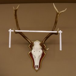 Bois de cerf rouge 6 cors Hauteur 59 cm Bois de cerf Plaque trophée sculptée 70.1031