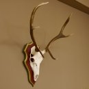 Bois de cerf rouge 6 cors Hauteur 59 cm Bois de cerf...