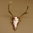 Bois de cerf rouge 6 cors Hauteur 59 cm Bois de cerf Plaque trophée sculptée 70.1031