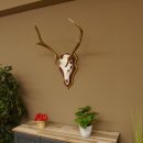 Bois de cerf rouge 6 cors Hauteur 59 cm Bois de cerf Plaque trophée sculptée 70.1031