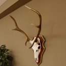 Bois de cerf rouge 6 cors Hauteur 59 cm Bois de cerf Plaque trophée sculptée 70.1031