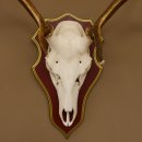 Bois de cerf rouge 6 cors Hauteur 59 cm Bois de cerf Plaque trophée sculptée 70.1031