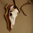 Bois de cerf rouge 6 cors Hauteur 59 cm Bois de cerf Plaque trophée sculptée 70.1031