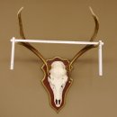 Bois de cerf rouge 6 cors Hauteur 59 cm Bois de cerf Plaque trophée sculptée 70.1031