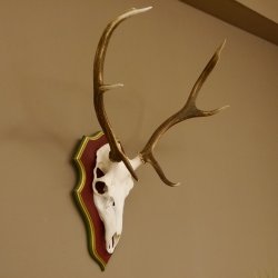 Bois de cerf rouge 6 cors Hauteur 59 cm Bois de cerf Plaque trophée sculptée 70.1031