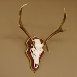 Bois de cerf rouge 6 cors Hauteur 59 cm Bois de cerf Plaque trophée sculptée 70.1031