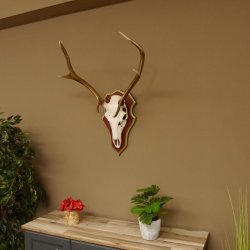 Bois de cerf rouge 6 cors Hauteur 59 cm Bois de cerf Plaque trophée sculptée 70.1031