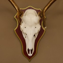 Bois de cerf rouge 6 cors Hauteur 59 cm Bois de cerf Plaque trophée sculptée 70.1031