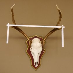 Bois de cerf rouge 6 cors Hauteur 59 cm Bois de cerf Plaque trophée sculptée 70.1031