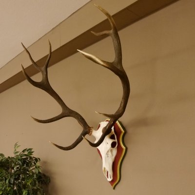 Red deer antlers 6-point stag Height 59 cm Deer antlers Carved trophy plaque 70.1031