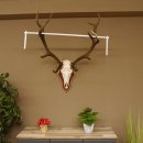 Red deer antlers 6-point stag Height 59 cm Deer antlers Carved trophy plaque 70.1031