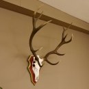 Red deer antlers 6-point stag Height 59 cm Deer antlers Carved trophy plaque 70.1031