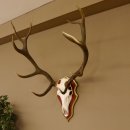 Red deer antlers 6-point stag Height 59 cm Deer antlers Carved trophy plaque 70.1031