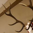 Red deer antlers 6-point stag Height 59 cm Deer antlers Carved trophy plaque 70.1031