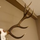 Red deer antlers 6-point stag Height 59 cm Deer antlers Carved trophy plaque 70.1031