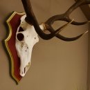 Red deer antlers 6-point stag Height 59 cm Deer antlers Carved trophy plaque 70.1031