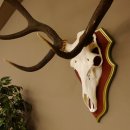 Red deer antlers 6-point stag Height 59 cm Deer antlers Carved trophy plaque 70.1031