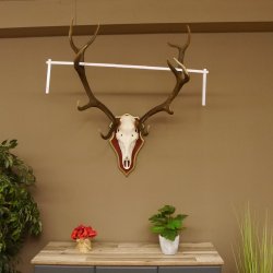 Red deer antlers 6-point stag Height 59 cm Deer antlers Carved trophy plaque 70.1031