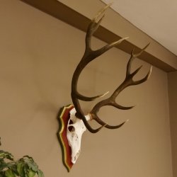 Red deer antlers 6-point stag Height 59 cm Deer antlers Carved trophy plaque 70.1031