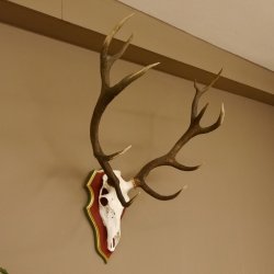 Red deer antlers 6-point stag Height 59 cm Deer antlers Carved trophy plaque 70.1031