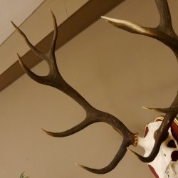 Red deer antlers 6-point stag Height 59 cm Deer antlers Carved trophy plaque 70.1031