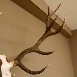 Red deer antlers 6-point stag Height 59 cm Deer antlers Carved trophy plaque 70.1031