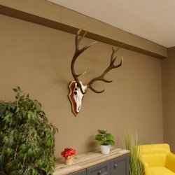 Red deer antlers 6-point stag Height 59 cm Deer antlers Carved trophy plaque 70.1031