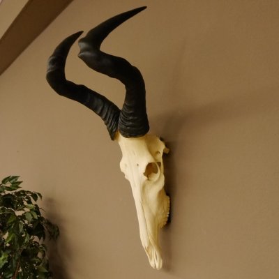 Hartebeest (Alcelaphus caama) Antílope vacuno HL 52 cm Trofeo de cráneo Trofeo de cráneo de antílope