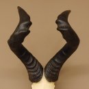 Hartebeest (Alcelaphus caama) Antílope vacuno HL 52 cm Trofeo de cráneo Trofeo de cráneo de antílope