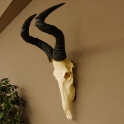 Hartebeest (Alcelaphus caama) Antílope vacuno HL 52 cm Trofeo de cráneo Trofeo de cráneo de antílope