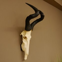 Hartebeest (Alcelaphus caama) Antílope vacuno HL 52 cm Trofeo de cráneo Trofeo de cráneo de antílope