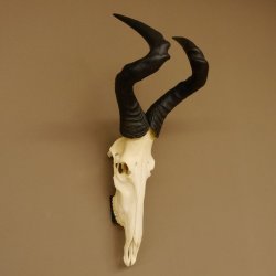 Hartebeest (Alcelaphus caama) Antílope vacuno HL 52 cm Trofeo de cráneo Trofeo de cráneo de antílope