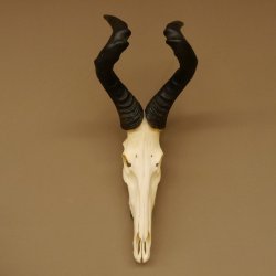 Hartebeest (Alcelaphus caama) Antílope vacuno HL 52 cm Trofeo de cráneo Trofeo de cráneo de antílope