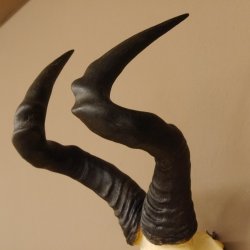 Hartebeest (Alcelaphus caama) Antílope vacuno HL 52 cm Trofeo de cráneo Trofeo de cráneo de antílope