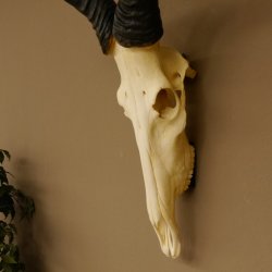 Hartebeest (Alcelaphus caama) Antílope vacuno HL 52 cm Trofeo de cráneo Trofeo de cráneo de antílope