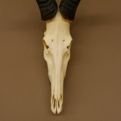 Hartebeest (Alcelaphus caama) Antílope vacuno HL 52 cm Trofeo de cráneo Trofeo de cráneo de antílope