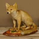 Fuchs Rotfuchs sitzend auf Dekopodest Präparat...