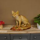 Fuchs Rotfuchs sitzend auf Dekopodest Präparat Tierpräparat Tiertrophäe 89.8.185