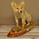 Fuchs Rotfuchs sitzend auf Dekopodest Präparat Tierpräparat Tiertrophäe 89.8.185