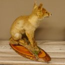 Fuchs Rotfuchs sitzend auf Dekopodest Präparat Tierpräparat Tiertrophäe 89.8.185